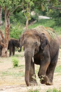 elephant-800092_1920