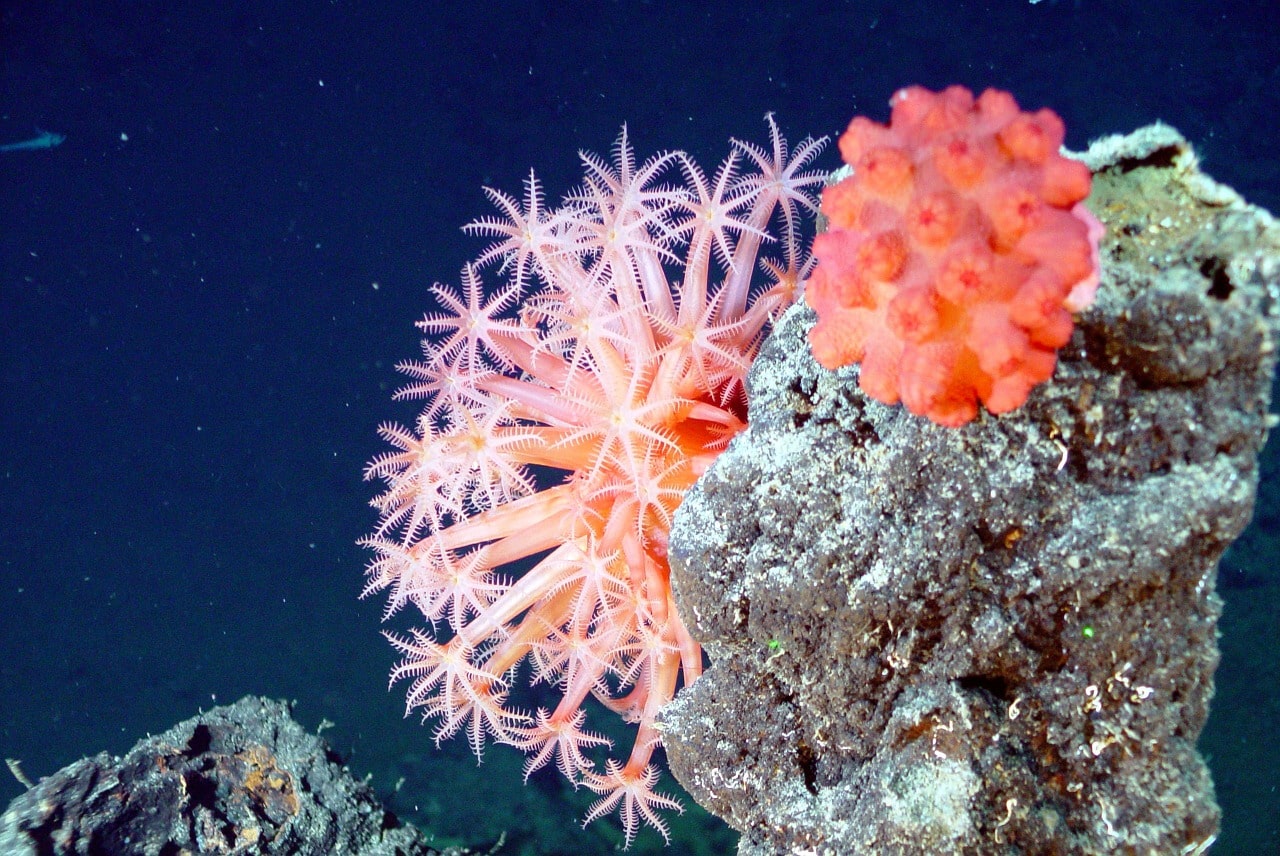 préservation des coraux