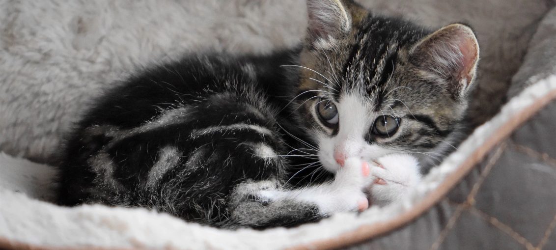 Chaton tigré installé dans un hamac de radiateur