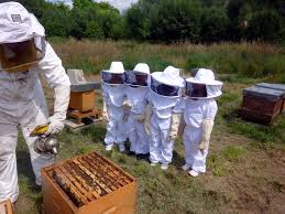 Pourquoi enfumer une ruche avant de la manipuler ?