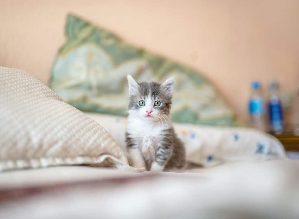 Chat bien-être