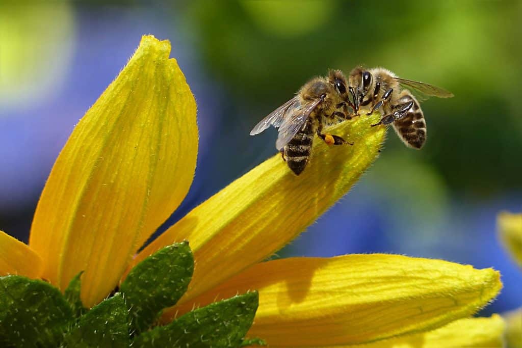 abeilles font le miel